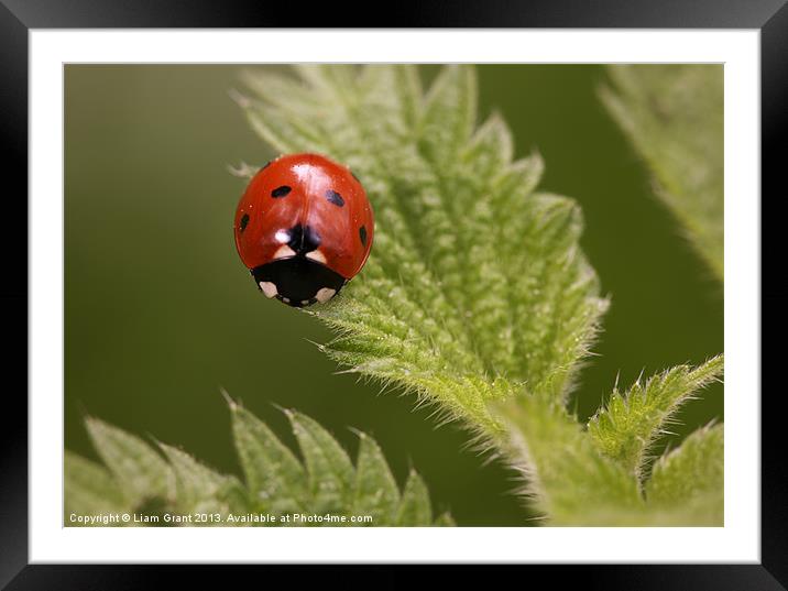 Ladybird (Coccinella septempunctata) Narborough, N Framed Mounted Print by Liam Grant