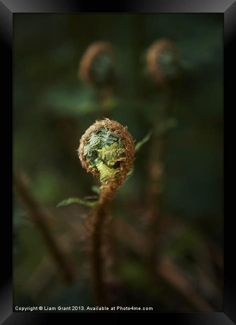 Fern. Thetford, Norfolk, UK Framed Print by Liam Grant