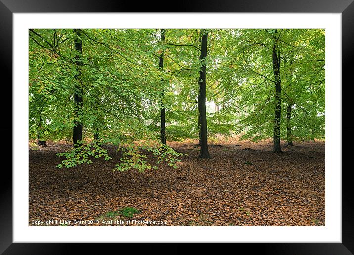 Beech trees (Fagus sylvatica), Norfolk, UK in Autu Framed Mounted Print by Liam Grant