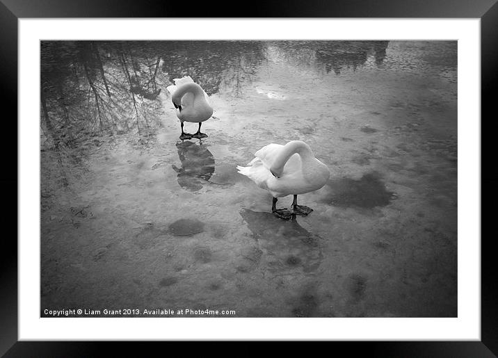 Swans standing on the frozen water. Lynford Lakes  Framed Mounted Print by Liam Grant