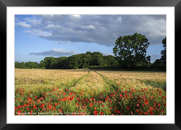 Barley and poppies. Narford, Norfolk, UK in Summer Framed Mounted Print by Liam Grant