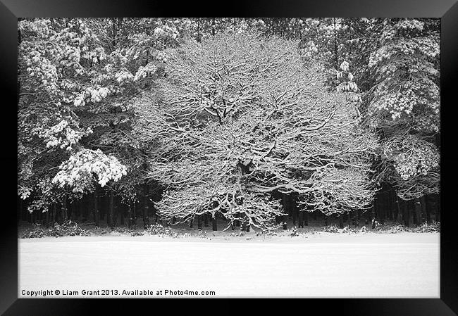 Snow covered Oak tree. Thetford Forest, Norfolk, U Framed Print by Liam Grant