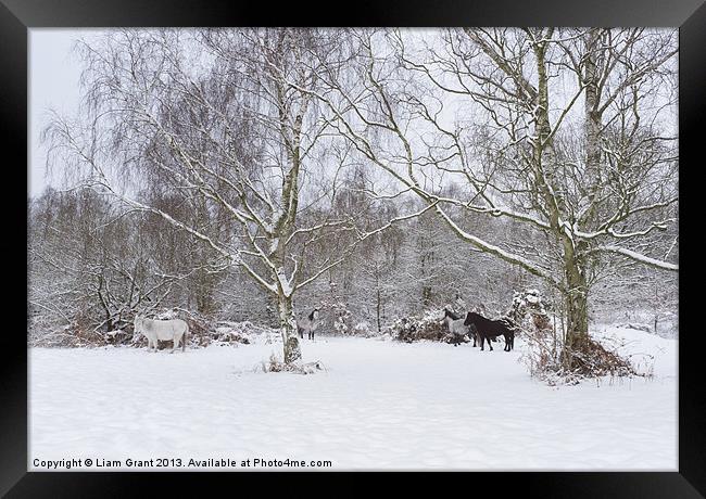 Wild ponies in snow. Litcham Common, Norfolk, UK. Framed Print by Liam Grant