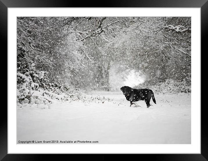 Black labrador in Snow, Thetford Forest, Norfolk,  Framed Mounted Print by Liam Grant