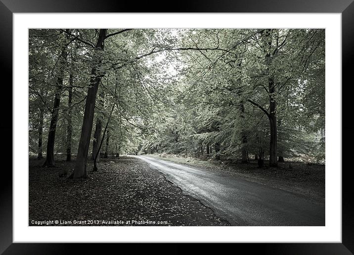 Road through Beech trees, Santon Downham, Norfolk, Framed Mounted Print by Liam Grant