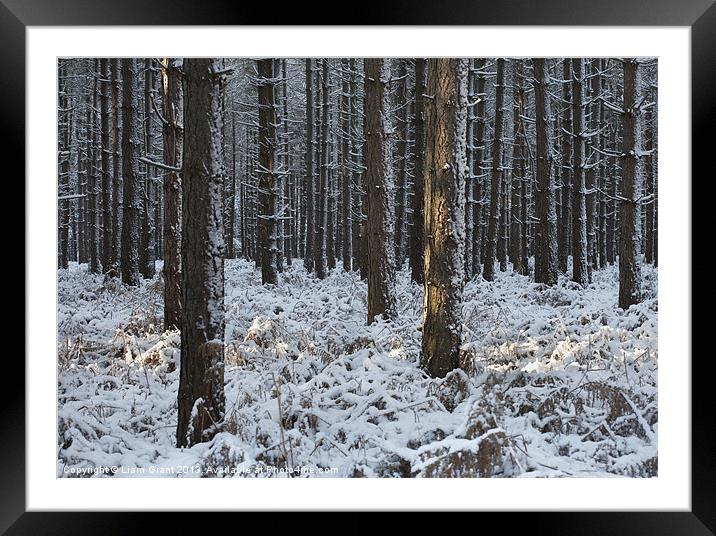 Snow, Thetford Forest, Norfolk, UK Framed Mounted Print by Liam Grant