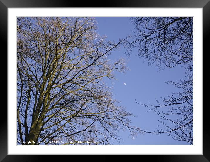 Moon in blue evening sky between Beech trees (Fagu Framed Mounted Print by Liam Grant