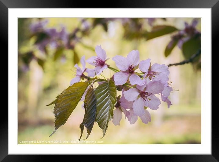 New Spring Sargents Cherry tree leaves and blossom Framed Mounted Print by Liam Grant