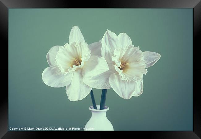 Two white Daffodils (Narcissus) in a vase Framed Print by Liam Grant