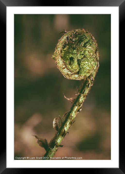 Curled Bracken frond (Pteridium aquilinum) in spri Framed Mounted Print by Liam Grant