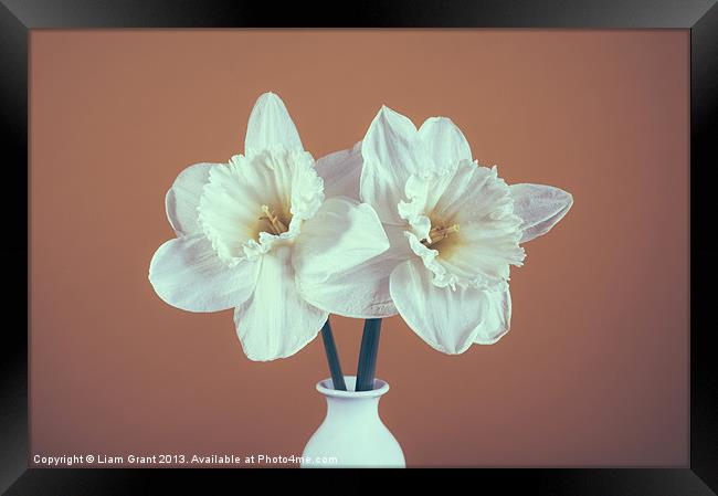 Two white Daffodils (Narcissus) in a vase Framed Print by Liam Grant