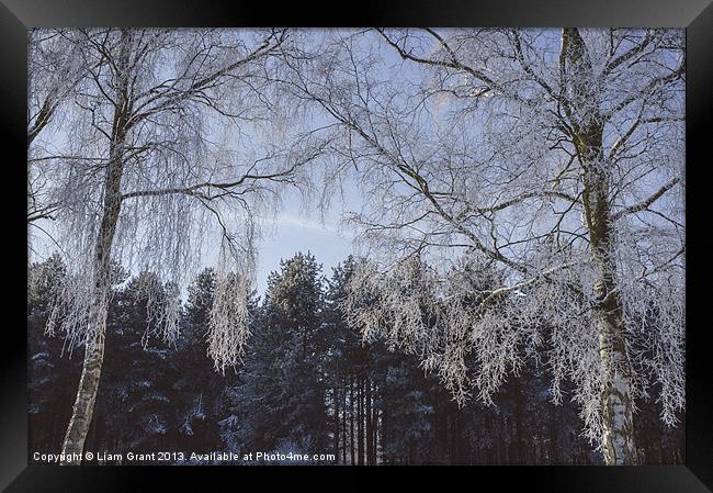 Frozen, snow covered Silver Birch trees. Norfolk,  Framed Print by Liam Grant