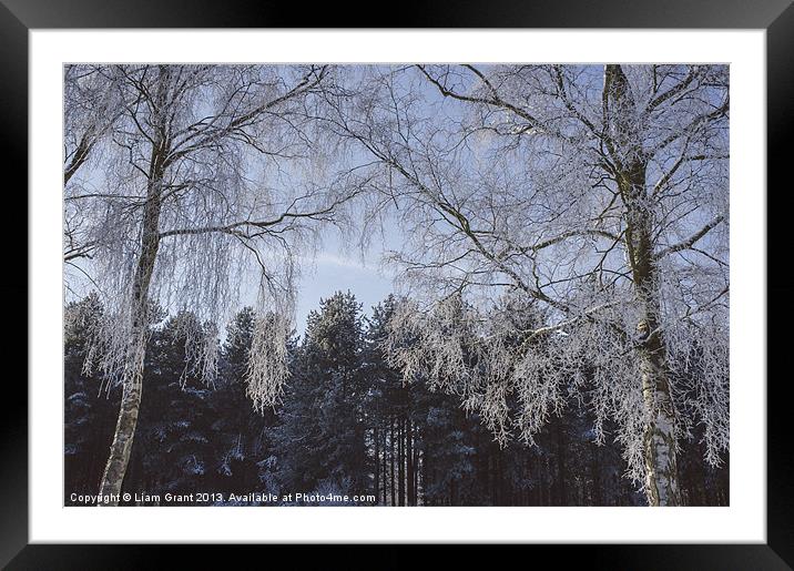 Frozen, snow covered Silver Birch trees. Norfolk,  Framed Mounted Print by Liam Grant