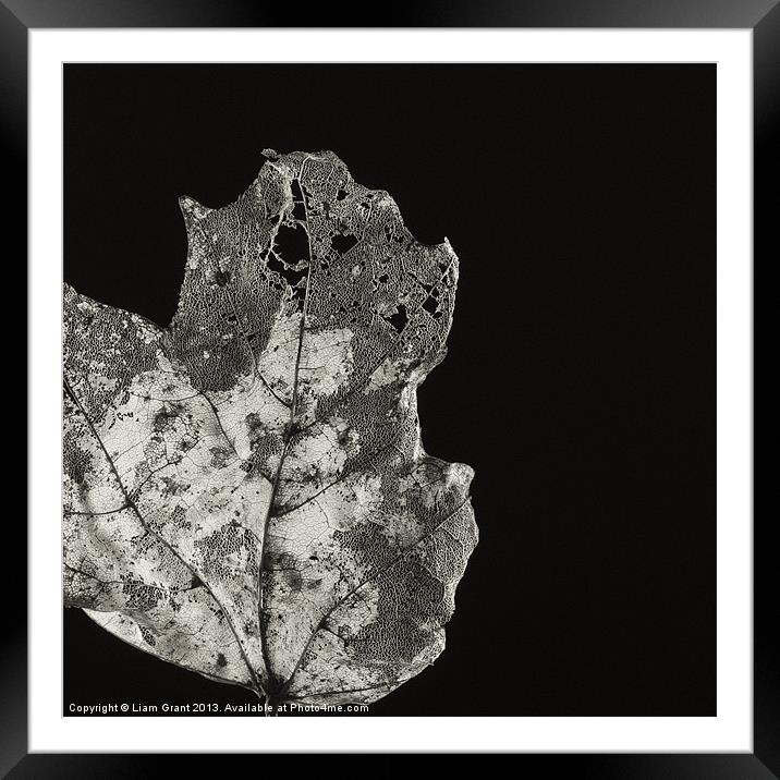 Project Decay. Leaf skeleton. Framed Mounted Print by Liam Grant