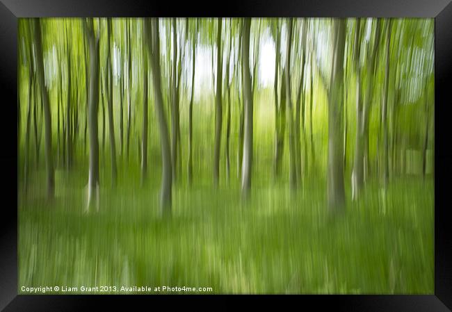 Abstract blur of Beech trees. Framed Print by Liam Grant
