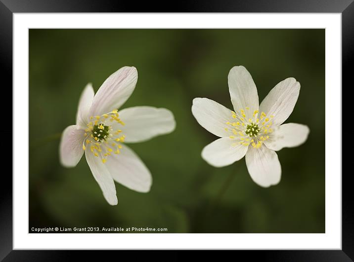 Wood Anemone Framed Mounted Print by Liam Grant