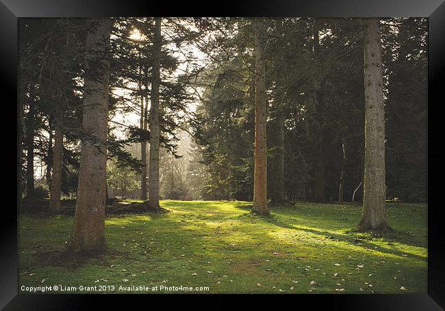 Sunlight. Lynford Arboretum, Norfolk, UK. Framed Print by Liam Grant