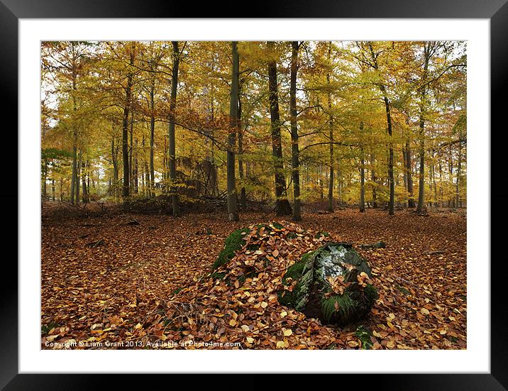 Autumnal woodland. Thetford, Norfolk, UK Framed Mounted Print by Liam Grant