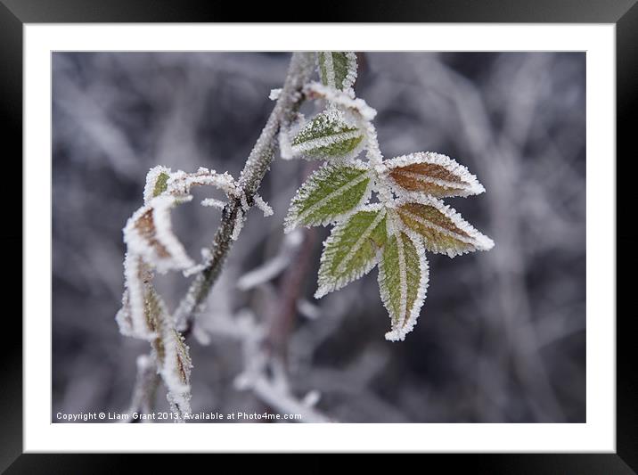 Winter Frost, Norfolk. Framed Mounted Print by Liam Grant