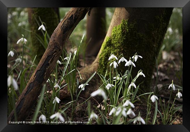 Snowdrops among woodland, Norfolk Framed Print by Liam Grant
