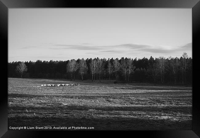 Herd of sheep grazing in evening light. Framed Print by Liam Grant