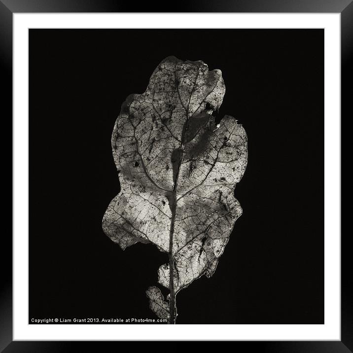 Project Decay. Leaf Framed Mounted Print by Liam Grant