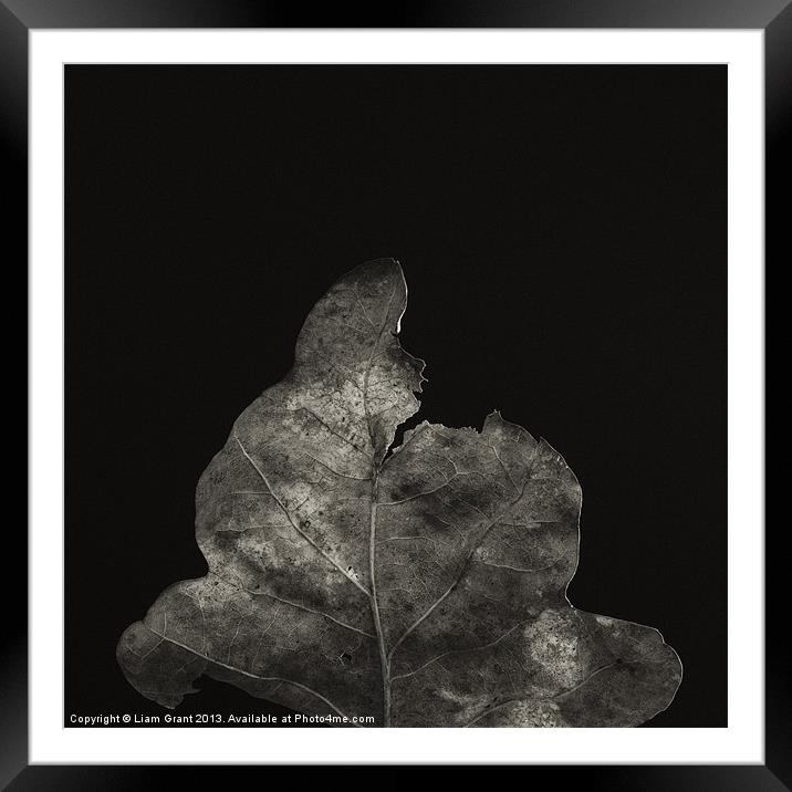 Project Decay. Leaf Framed Mounted Print by Liam Grant