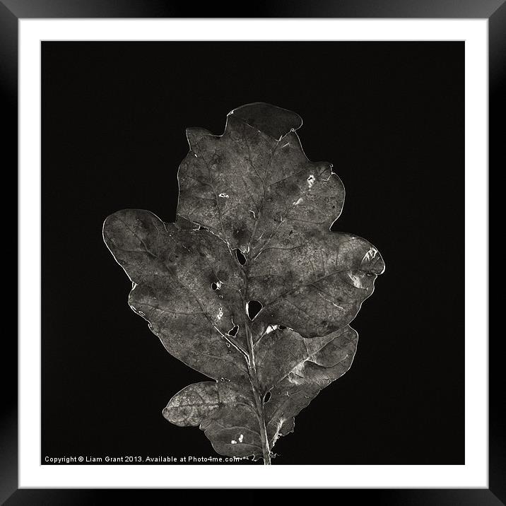 Project Decay. Oak leaf Framed Mounted Print by Liam Grant