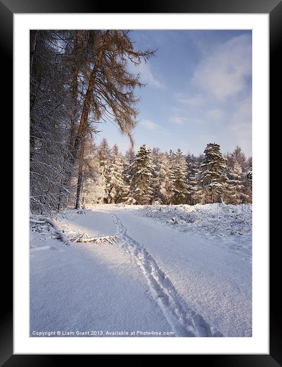 Snow, Thetford Forest, Norfolk, United Kingdom, Wi Framed Mounted Print by Liam Grant