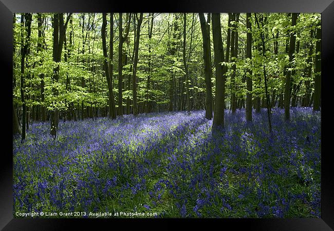 Bluebells, South Weald, Essex Framed Print by Liam Grant