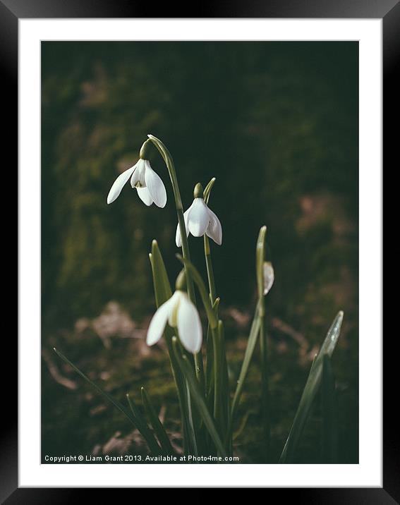 Snowdrops. Norfolk, UK. Framed Mounted Print by Liam Grant