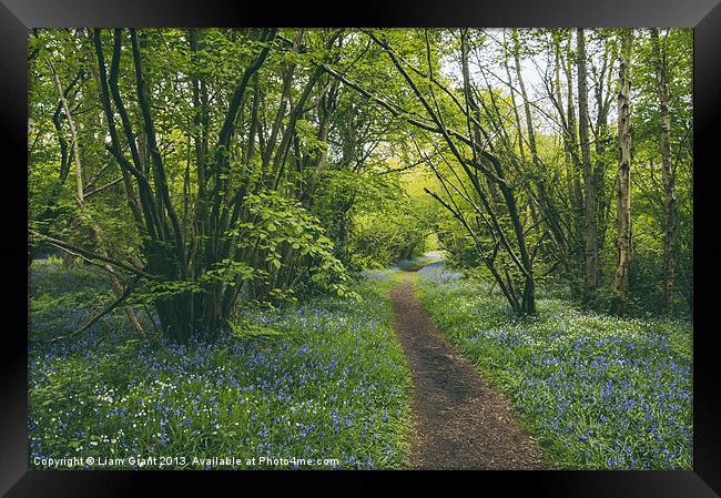 Path through bluebells growing wild in Foxley Wood Framed Print by Liam Grant