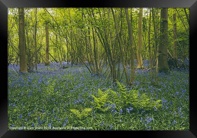 Bluebells and fern, growing wild in woodland. Framed Print by Liam Grant