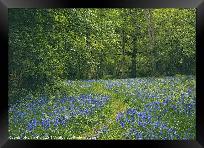 Path through bluebells growing wild in Foxley Wood Framed Print by Liam Grant