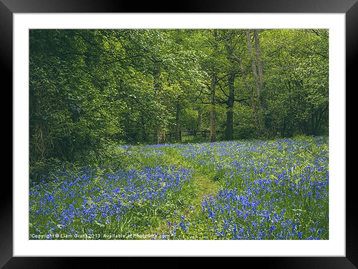 Path through bluebells growing wild in Foxley Wood Framed Mounted Print by Liam Grant