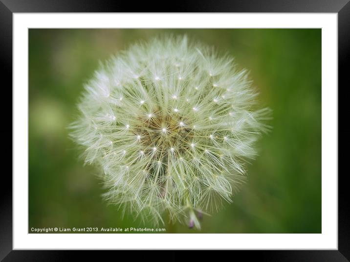 Fruit of a Common Dandelion. Framed Mounted Print by Liam Grant