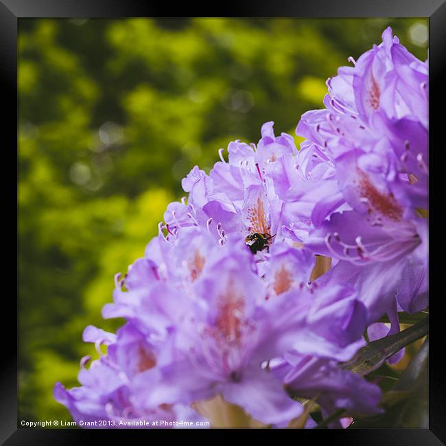 Bumble bee collecting pollen from a Rhododendron f Framed Print by Liam Grant