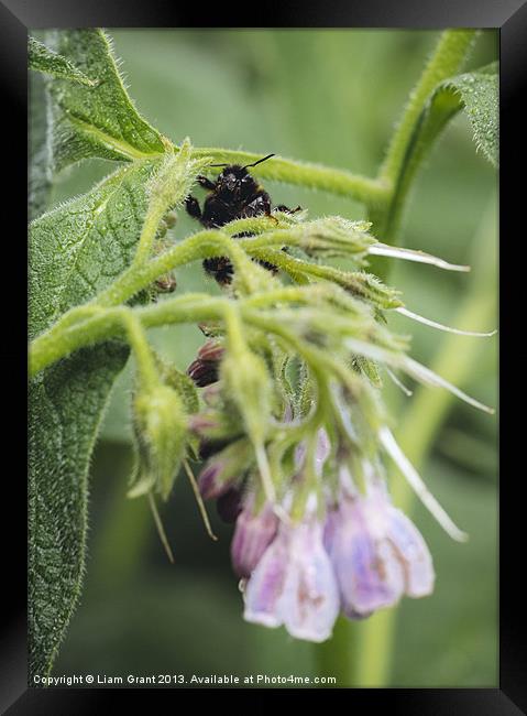 Bumblebee on Russian Comfrey. Framed Print by Liam Grant
