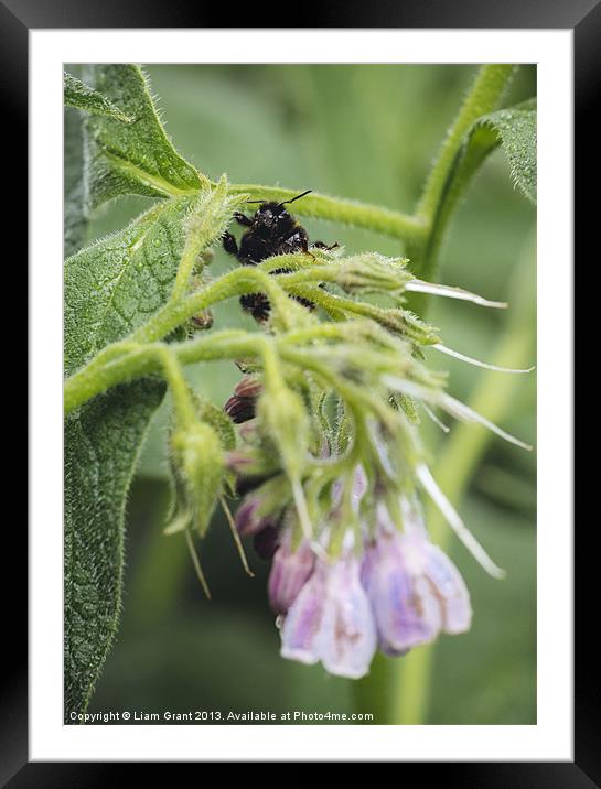 Bumblebee on Russian Comfrey. Framed Mounted Print by Liam Grant