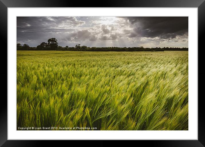 Dramatic stormy sky over barley field. Framed Mounted Print by Liam Grant