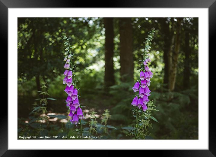 Purple Foxglove (digitalis purpurea) growing wild  Framed Mounted Print by Liam Grant