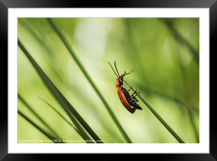 Cardinal Beetle (Pyrochroa serraticornis) on woodl Framed Mounted Print by Liam Grant