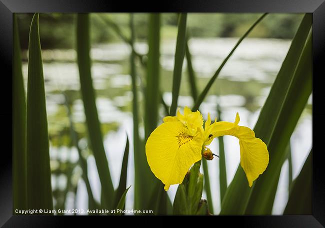 Yellow Iris (Iris pseudacorus) beside a lake. Framed Print by Liam Grant
