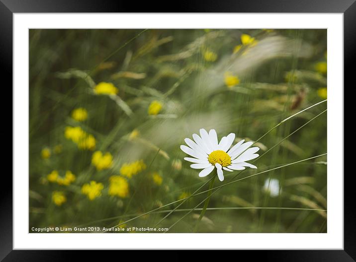 Oxeye Daisy (Leucanthemum vulgare) growing wild. N Framed Mounted Print by Liam Grant