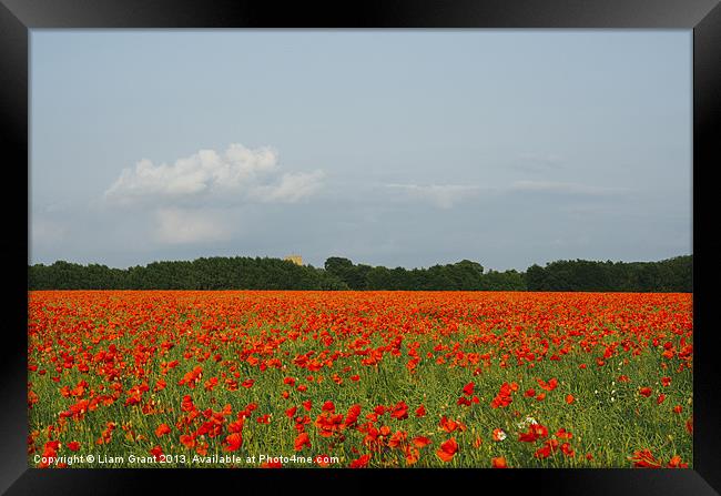 Church and field of poppies in evening light. Framed Print by Liam Grant