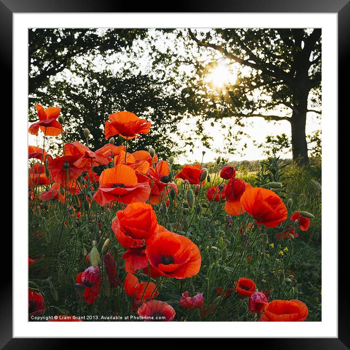 Poppies in evening light. Holme Hale, Norfolk, UK. Framed Mounted Print by Liam Grant