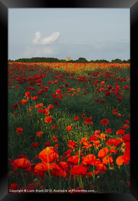 Church and field of poppies in evening light. Framed Print by Liam Grant