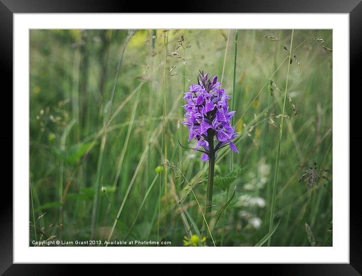 Southern Marsh Orchid (Dactylorhiza praetermissa)  Framed Mounted Print by Liam Grant