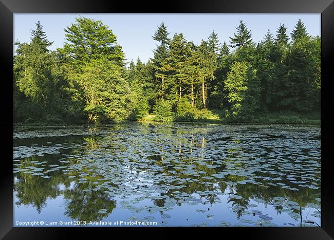 Water-lilies on the lake in evening light. Framed Print by Liam Grant