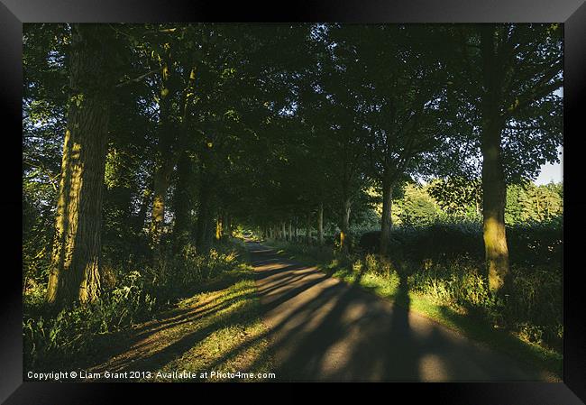 Evening sunlight on a remote treelined country lan Framed Print by Liam Grant